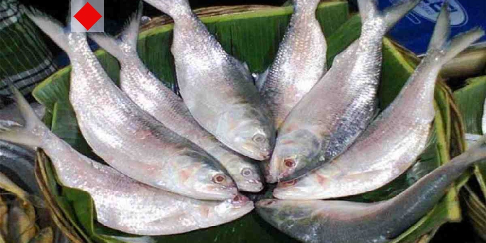 ইলিশের স্বাদে স্বাস্থ্যের সোনালি ছোঁয়া
