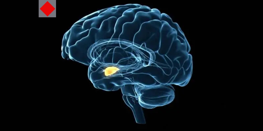 অতিরিক্ত রেগে যাওয়া কি শুধু খারাপ অভ্যাস, নাকি এক রোগ?