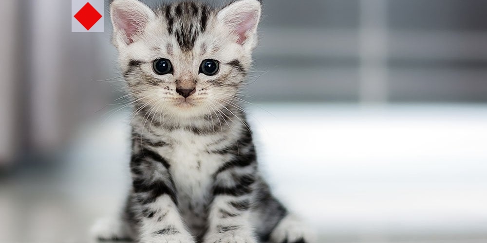 পোষা প্রাণী ঘরে থাকলে কি সত্যিই বাড়ে রোগ প্রতিরোধ ক্ষমতা?