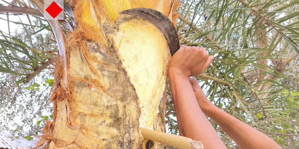 খেজুরের কাঁচা রস পান এড়িয়ে চলুন